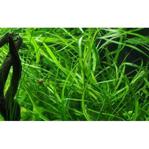 Hygrophila cost in jar - Tropica