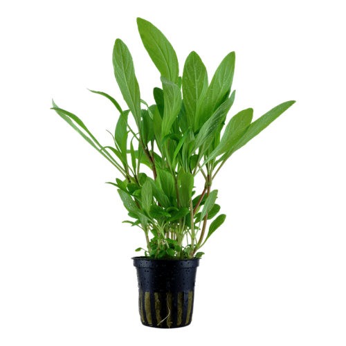 Hygrophila coûte dans le pot - Tropica