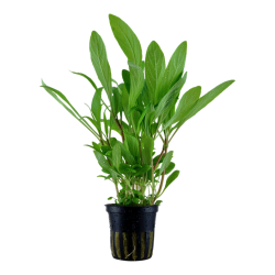 Hygrophila cost in pot - Tropica