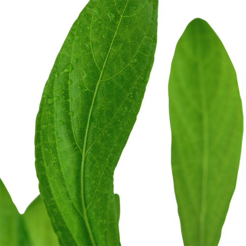 Hygrophila cost in jar - Tropica