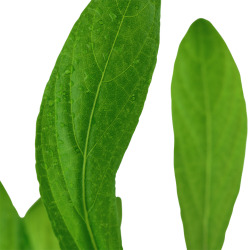 Hygrophila coûte dans le pot - Tropica