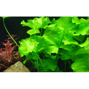 Nymphoites Hydrophylla Taiwan à Jar - Tropica 2