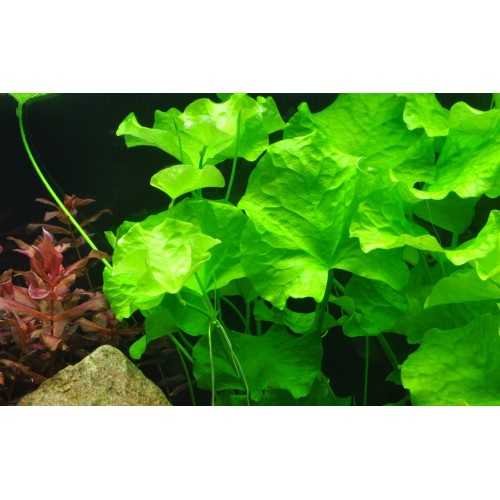 Nymphoides Hydrophylla Taiwan in jar - Tropica