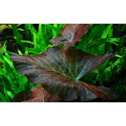 Nymphaea Lotus à Jar - Tropica