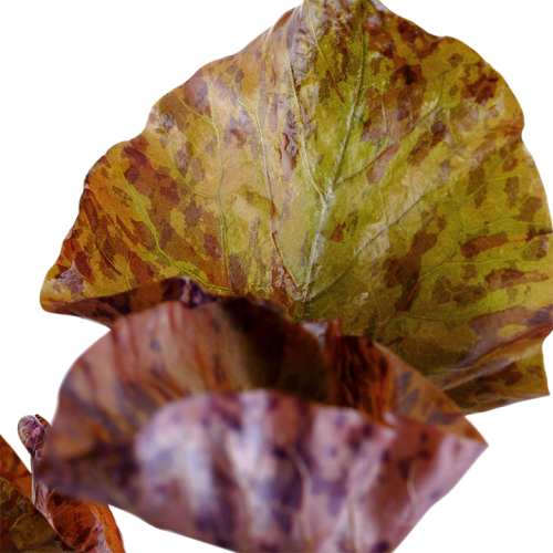 Nymphaea Lotus à Jar - Tropica