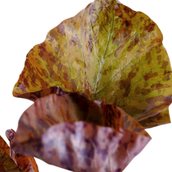 Nymphaea lotus in vasetto - Tropica