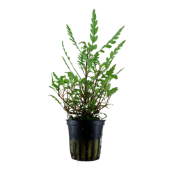 Hygrophila pinnatifida in vasetto - Tropica