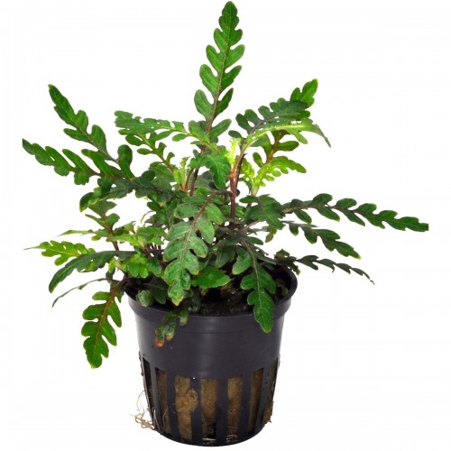 Hygrophila pinnatifida à Jar - Tropica