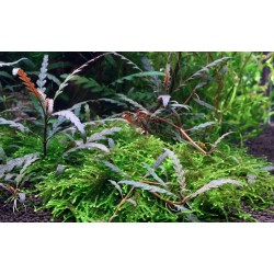 Hygrophila pinnatifida in vasetto - Tropica