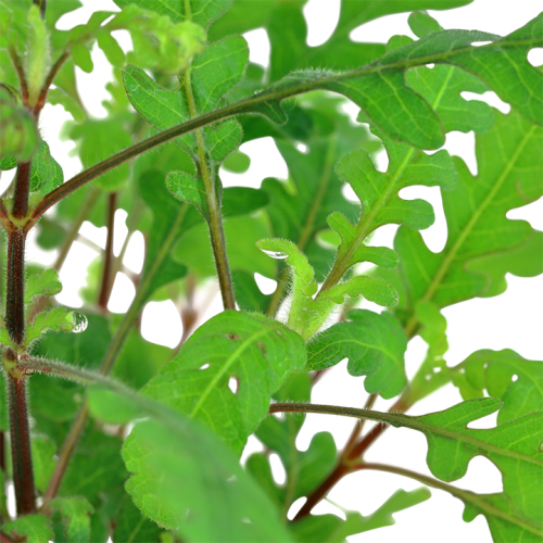 Hygrophila pinnatifida in vasetto - Tropica