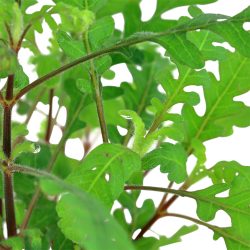 Hygrophila pinnatifida à Jar - Tropica