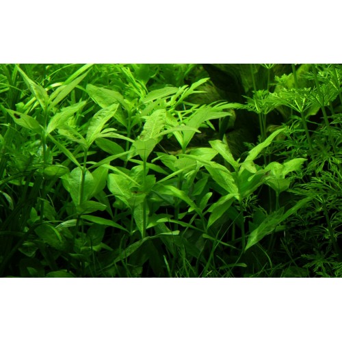 Hygrophila polysperma in vasetto - Tropica