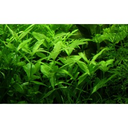 Hygrophila Polysperme à Jar - Tropica