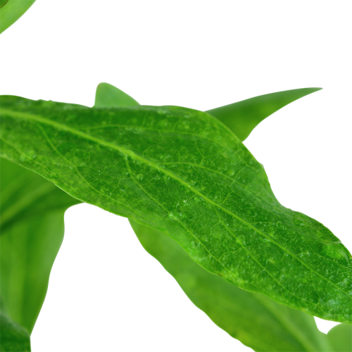 Hygrophila polysperma in vasetto - Tropica