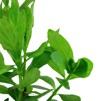 Hygrophila Polysperme à Jar - Tropica 2