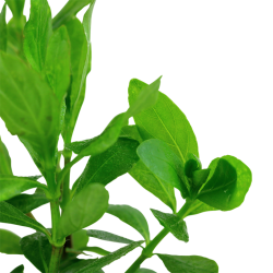 Hygrophila Polysperme à Jar - Tropica