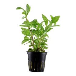 Hygrophila Polysperma 'Rosanervig' in Jar - Tropica