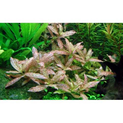 Hygrophila Polysperma 'Rosanervig' in Jar -...