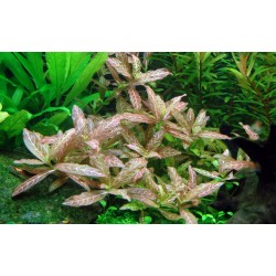 Hygrophila Polysperma 'Rosanervig' in Jar - Tropica