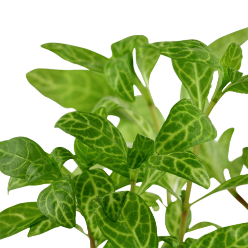 Hygrophila Polysperma 'Rosanervig' in Jar -...