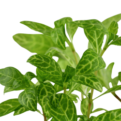 Hygrophila Polysperma 'Rosanervig' in Jar - Tropica
