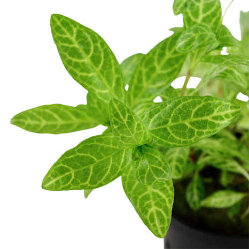 Hygrophila Polysperme 'Rosanervig' dans Jar -...