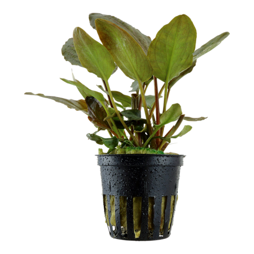 Lagenandra Meeeboldii 'Red' in jar - Tropica