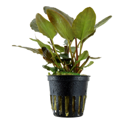Lagenandra Meeeboldii 'Red' in jar - Tropica