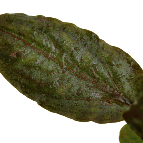 Lagenandra Meeeboldii 'Red' in jar - Tropica