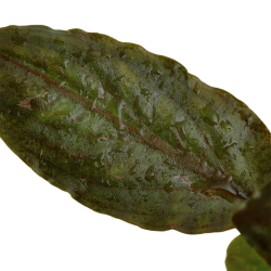 Lagenandra Meeeboldii 'Red' in jar - Tropica