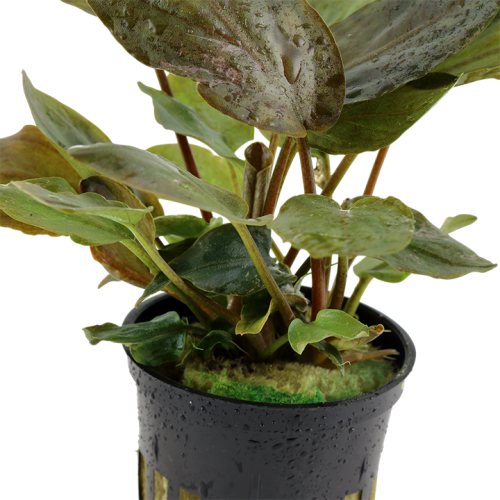 Lagenandra Meeeboldii 'Red' in jar - Tropica