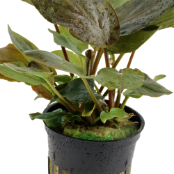 Lagenandra Meeeboldii 'Red' in jar - Tropica