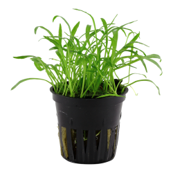 Lilaeopsis Brasiliensis in jar - Tropica