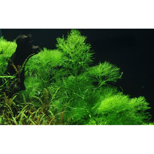Limnophila aquatica - Tropica