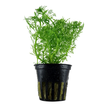 Limnophila aquatica in jar - Tropica