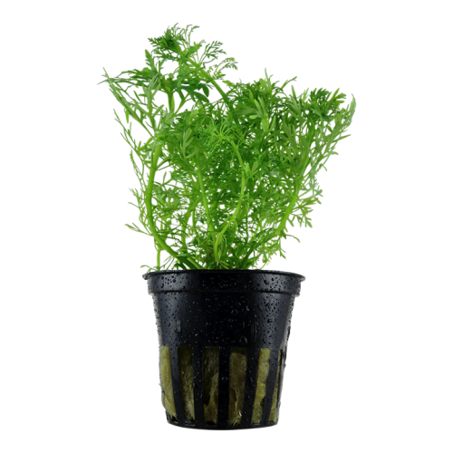 Limnophila aquatica à Jar - Tropica