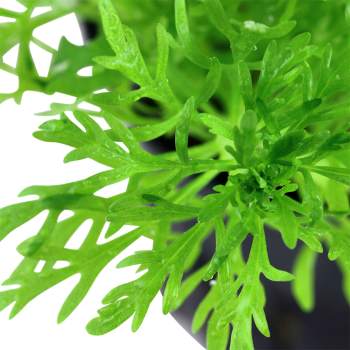 Limnophila aquatica in jar - Tropica 2