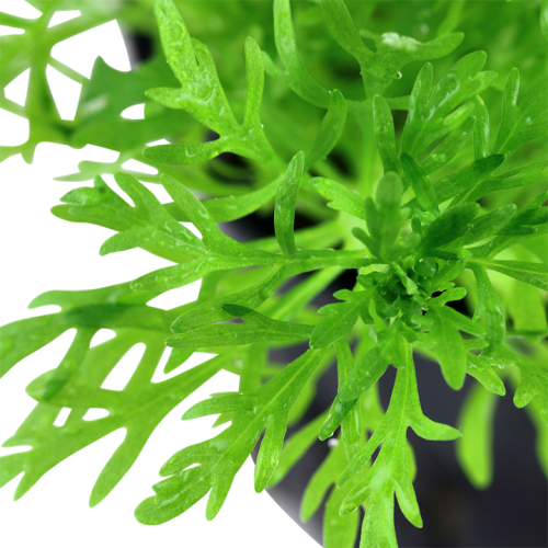 Limnophila aquatica à Jar - Tropica