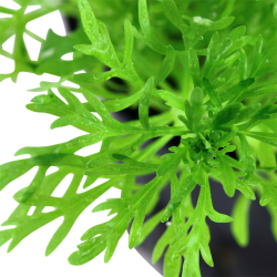 Limnophila aquatica à Jar - Tropica