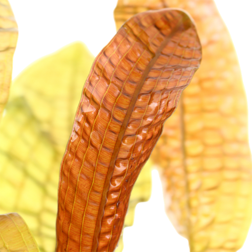 Aponogeton boivinianus bulb - Tropica