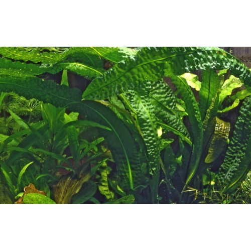 Aponogeton boivinianus bulb - Tropica