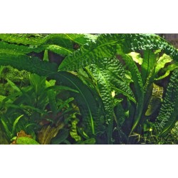 Aponogeton boivinianus bulb - Tropica