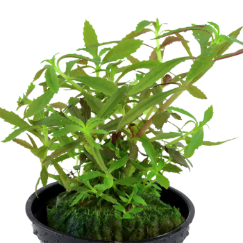 Limnophila Hippuridoides in Jar - Tropica 2