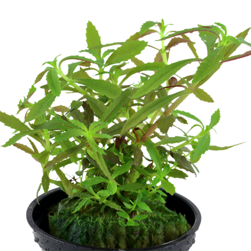 Limnophila Hippuridoides in Jar - Tropica