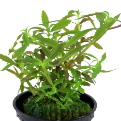 Limnophila Hippuridoides in Jar - Tropica