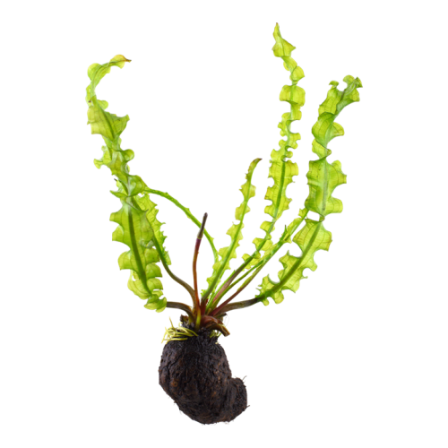 Aponogeton longiplumulosus bulb - Tropica