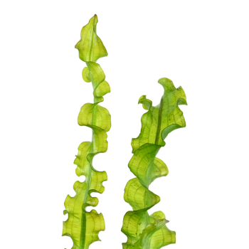 Aponogeton LongiPlumulosus Bulbe - Tropica 2
