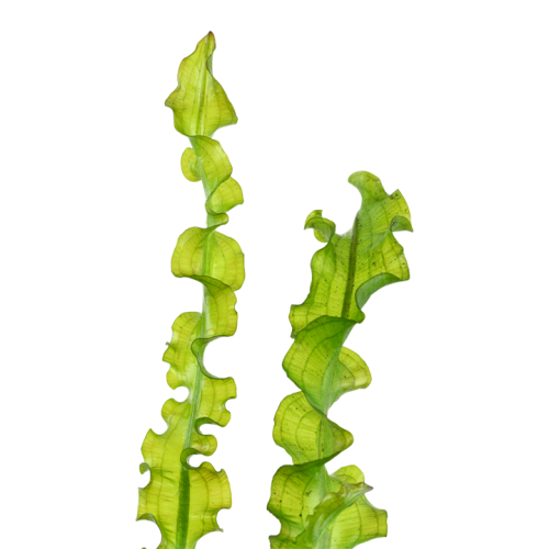 Aponogeton longiplumulosus bulb - Tropica