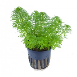 Limnophila heterophylla sessiliflora in pot - Tropica