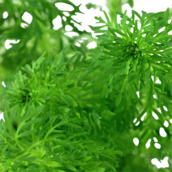 Limnophila heterophylla sessiliflora in jar - Tropica